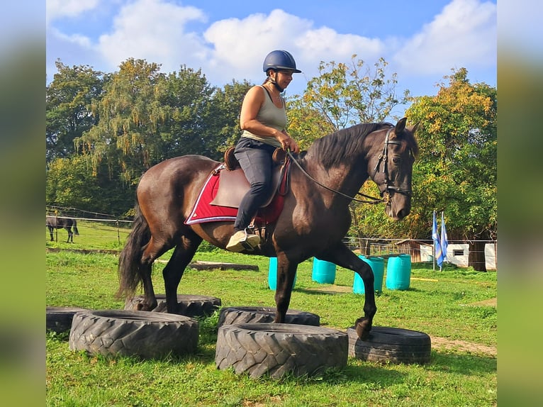 PRE Mix Wallach 9 Jahre 157 cm Schwarzbrauner in Bayerbach