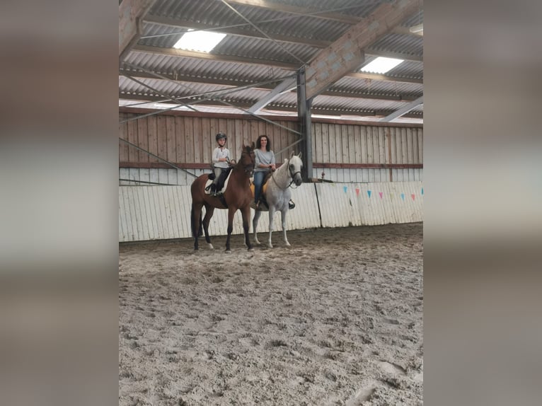 PRE Mix Wallach 9 Jahre 158 cm Brauner in Hagenbach