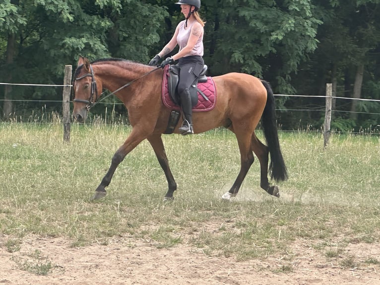 PRE Mix Wallach 9 Jahre 158 cm Brauner in Hagenbach