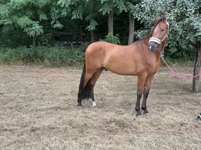 PRE Mix Wallach 9 Jahre 158 cm Brauner in Hagenbach
