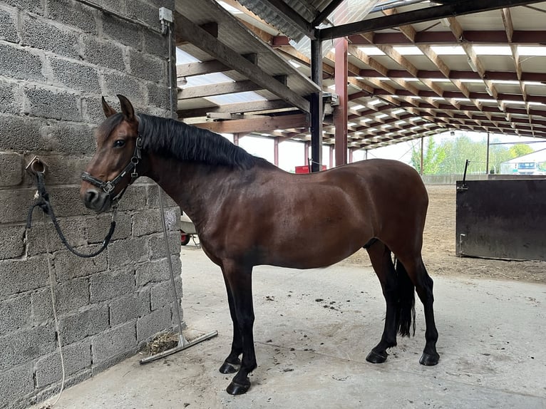 PRE Mix Wallach 9 Jahre 158 cm Dunkelbrauner in Tielt