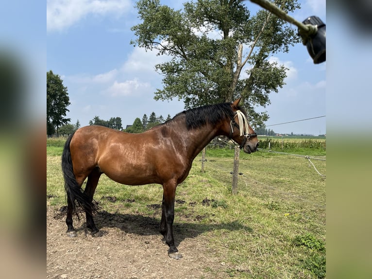 PRE Mix Wallach 9 Jahre 158 cm Dunkelbrauner in Tielt