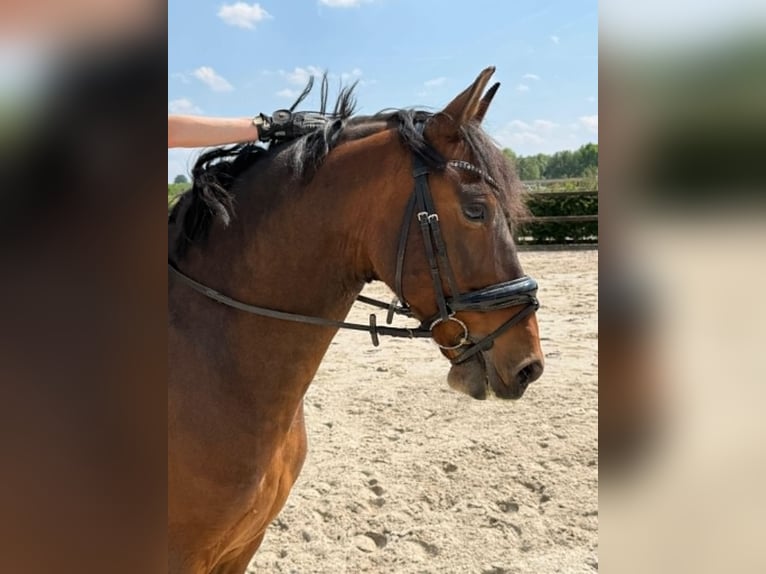 PRE Mix Wallach 9 Jahre 158 cm Dunkelbrauner in Tielt