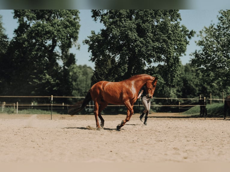 PRE Wallach 9 Jahre 158 cm Fuchs in Osdorf