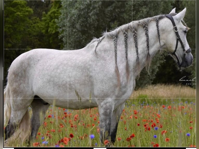 PRE Wallach 9 Jahre 159 cm Apfelschimmel in Erzhausen