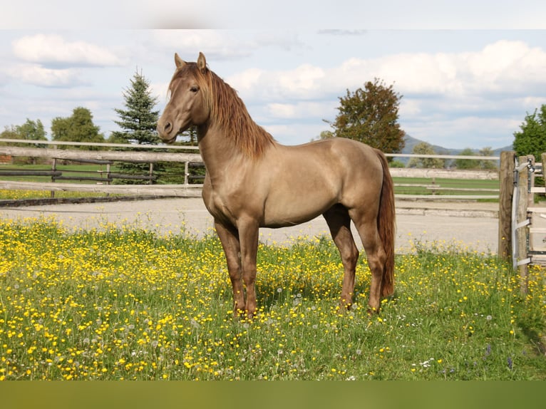 PRE Mix Wallach 9 Jahre 160 cm Pearl in Balingen