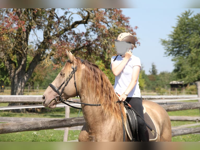 PRE Mix Wallach 9 Jahre 160 cm Pearl in Balingen