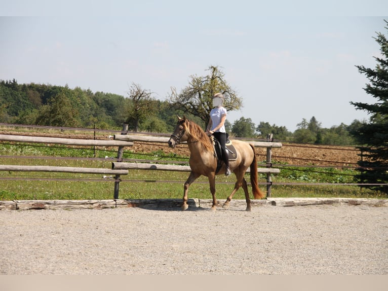 PRE Mix Wallach 9 Jahre 160 cm Pearl in Balingen