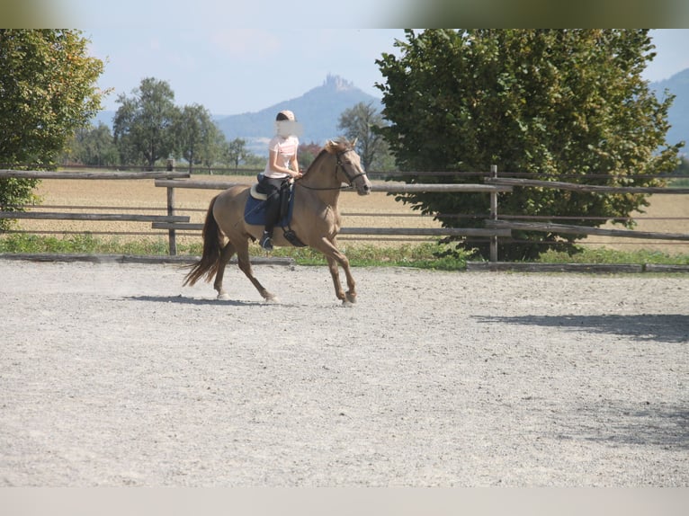 PRE Mix Wallach 9 Jahre 160 cm Pearl in Balingen