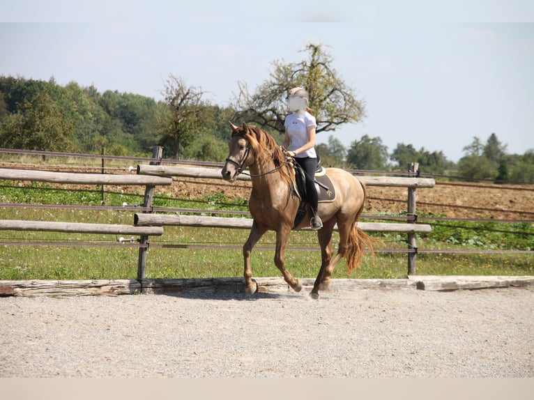 PRE Mix Wallach 9 Jahre 160 cm Pearl in Balingen