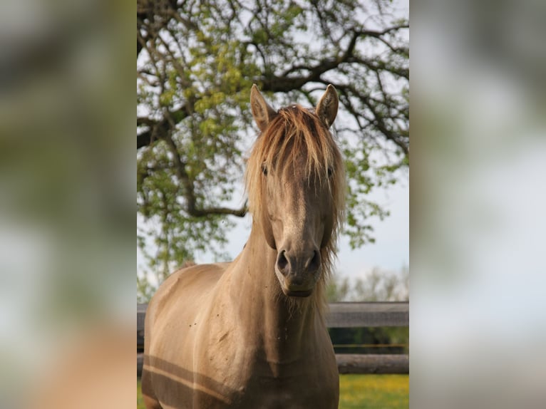 PRE Mix Wallach 9 Jahre 160 cm Pearl in Balingen