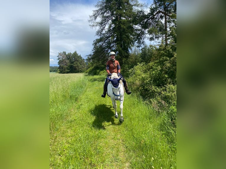 PRE Wallach 9 Jahre 160 cm Schimmel in Kranichfeld