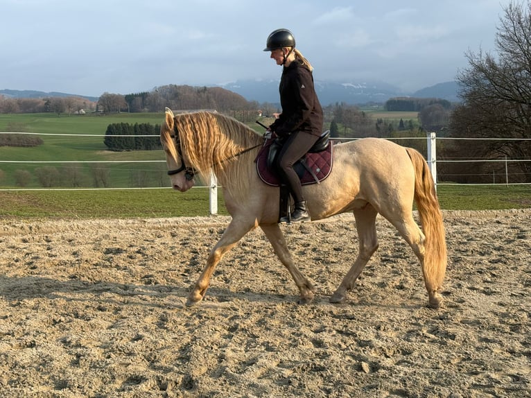 PRE Wallach 9 Jahre 161 cm Perlino in St. Ursen
