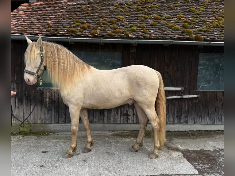 PRE Wallach 9 Jahre 161 cm Perlino in St. Ursen