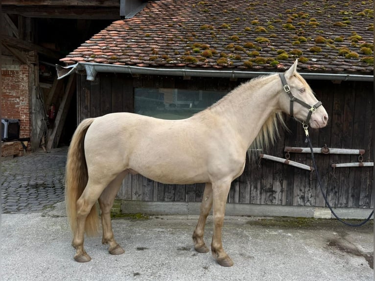 PRE Wallach 9 Jahre 161 cm Perlino in St. Ursen