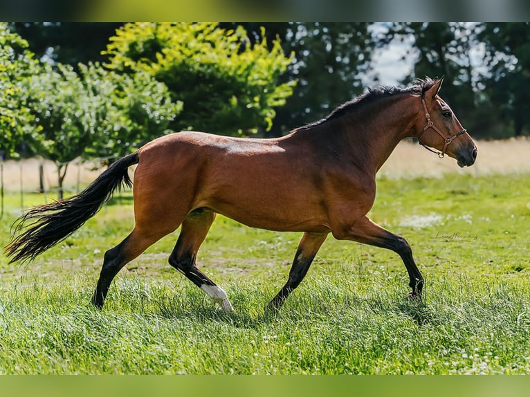 PRE Mix Wallach 9 Jahre 162 cm Brauner in Bötersen