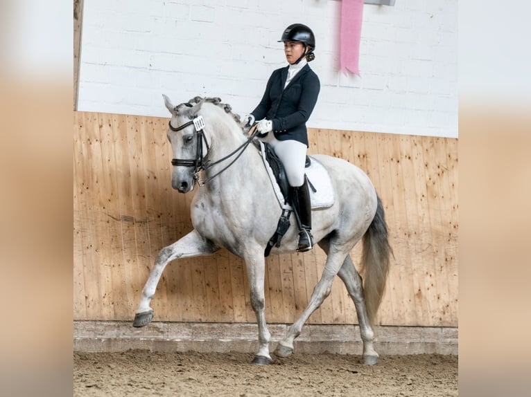 PRE Wallach 9 Jahre 162 cm Schimmel in LüdinghausenLüdinghausen