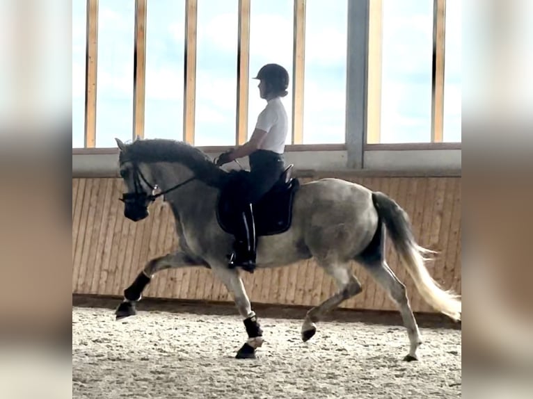 PRE Wallach 9 Jahre 162 cm Schimmel in LüdinghausenLüdinghausen
