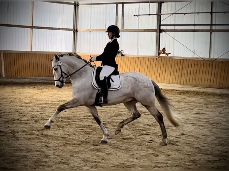 PRE Wallach 9 Jahre 162 cm Schimmel in LüdinghausenLüdinghausen