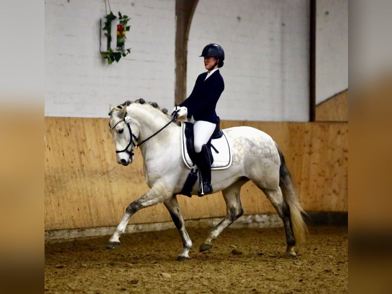 PRE Wallach 9 Jahre 162 cm Schimmel in LüdinghausenLüdinghausen
