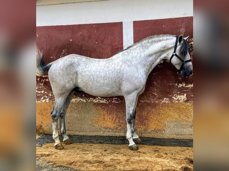 PRE Mix Wallach 9 Jahre 163 cm Apfelschimmel in Sevilla