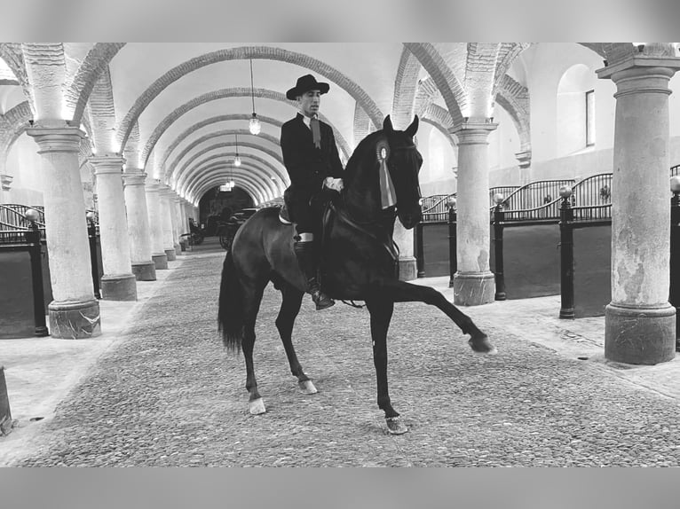 PRE Wallach 9 Jahre 163 cm Brauner in Molina De Segura