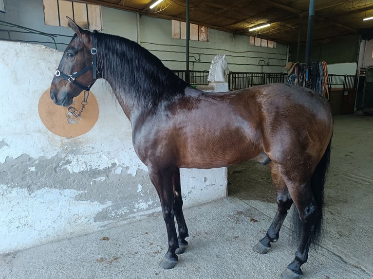 PRE Wallach 9 Jahre 163 cm Brauner in Molina De Segura