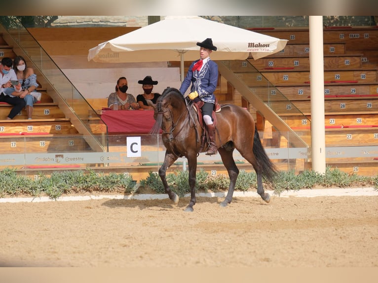 PRE Wallach 9 Jahre 163 cm Brauner in Molina De Segura