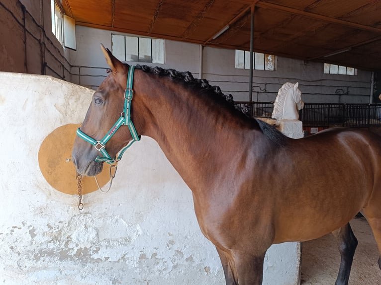 PRE Wallach 9 Jahre 163 cm Brauner in Molina De Segura