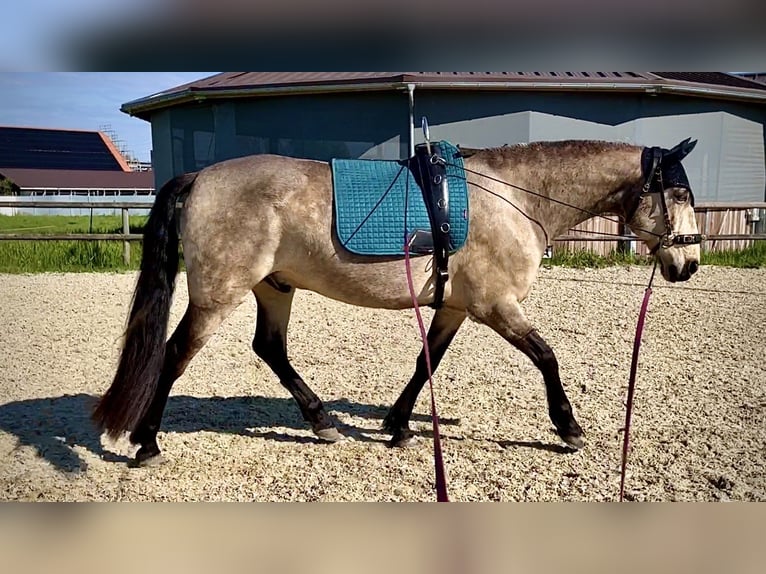 PRE Wallach 9 Jahre 163 cm Falbe in Zug