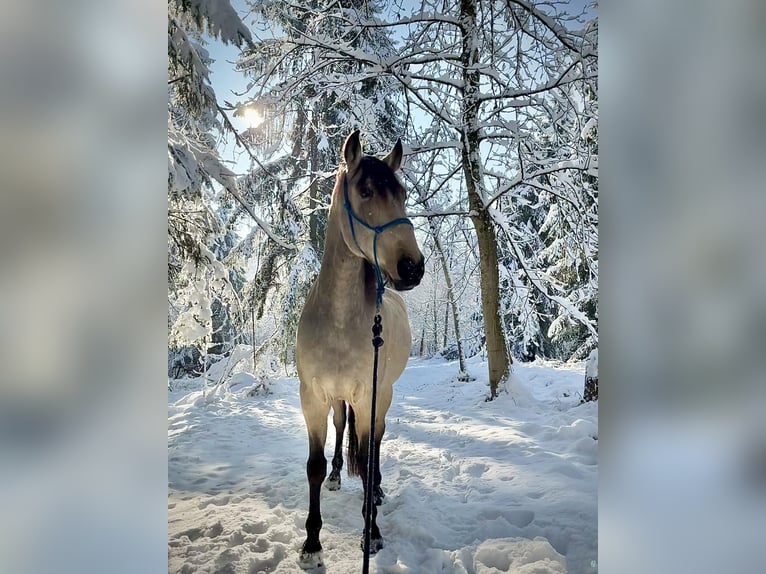 PRE Wallach 9 Jahre 163 cm Falbe in Zug