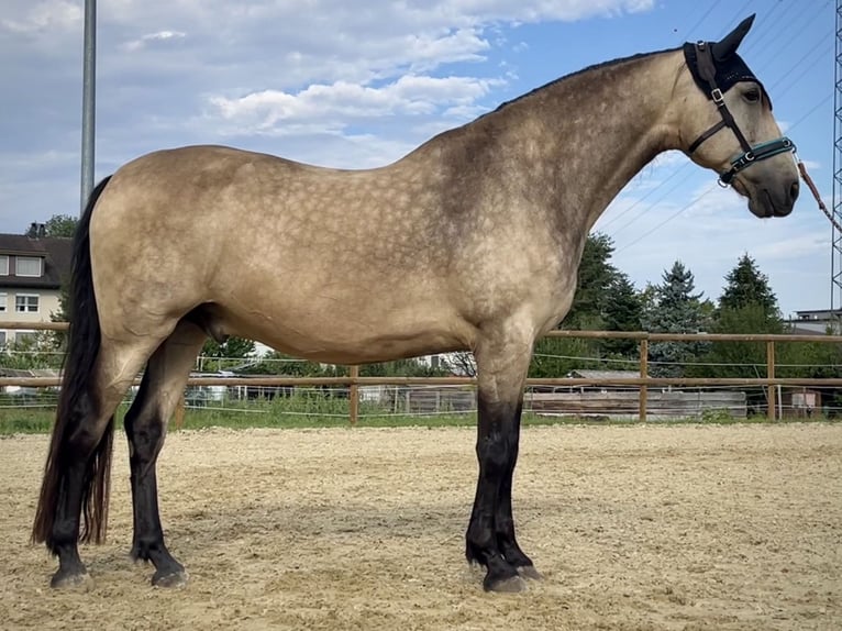 PRE Wallach 9 Jahre 163 cm Falbe in Zug