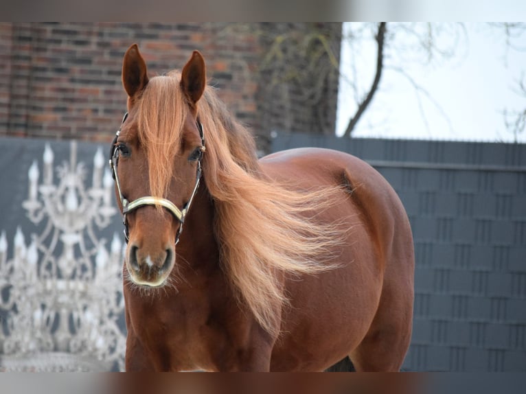 PRE Mix Wallach 9 Jahre 163 cm Fuchs in Stadthagen