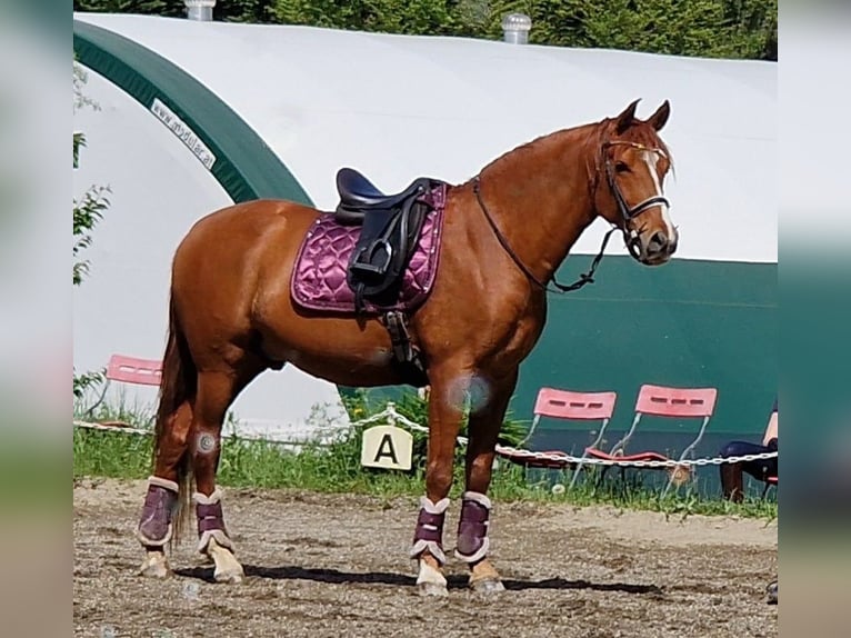 PRE Mix Wallach 9 Jahre 163 cm Fuchs in Fernitz