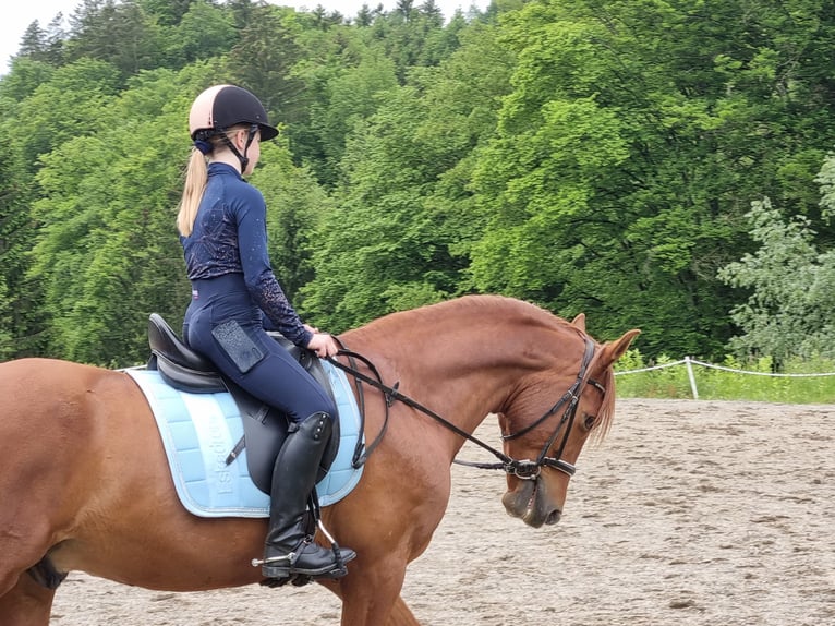 PRE Mix Wallach 9 Jahre 163 cm Fuchs in Fernitz