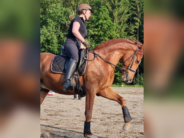 PRE Mix Wallach 9 Jahre 163 cm Fuchs in Fernitz