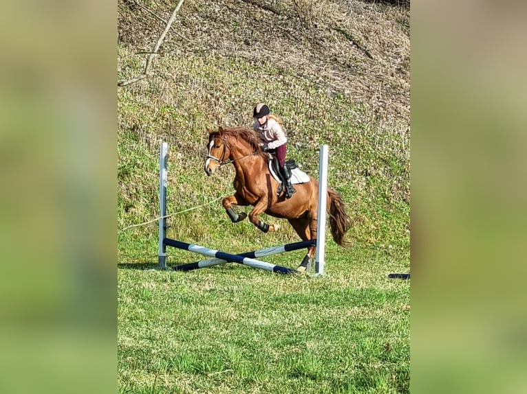 PRE Mix Wallach 9 Jahre 163 cm Fuchs in Fernitz