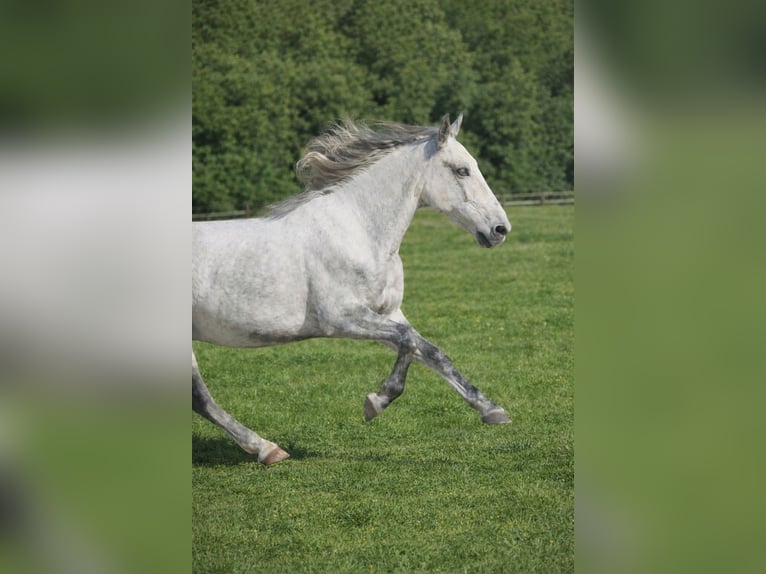PRE Wallach 9 Jahre 163 cm Schimmel in laredo