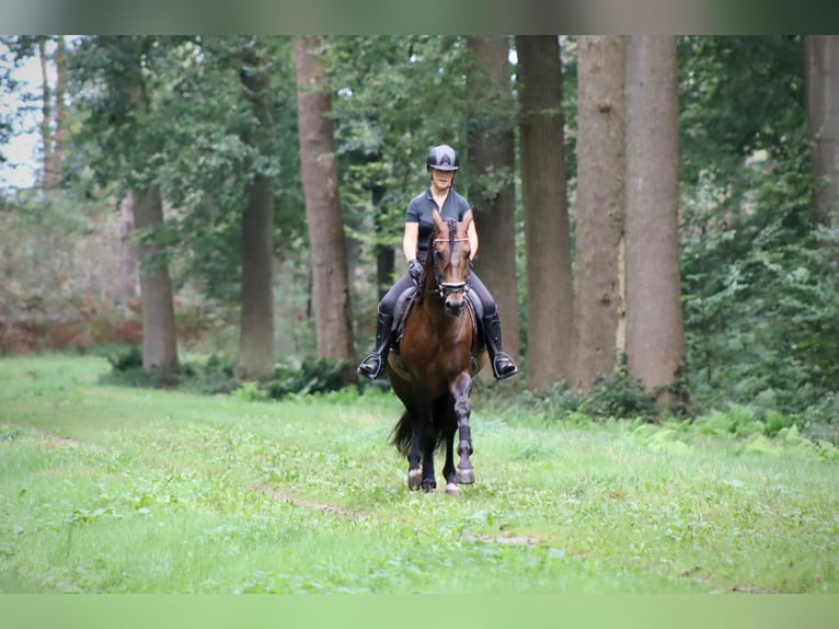 PRE Wallach 9 Jahre 164 cm Brauner in Sm