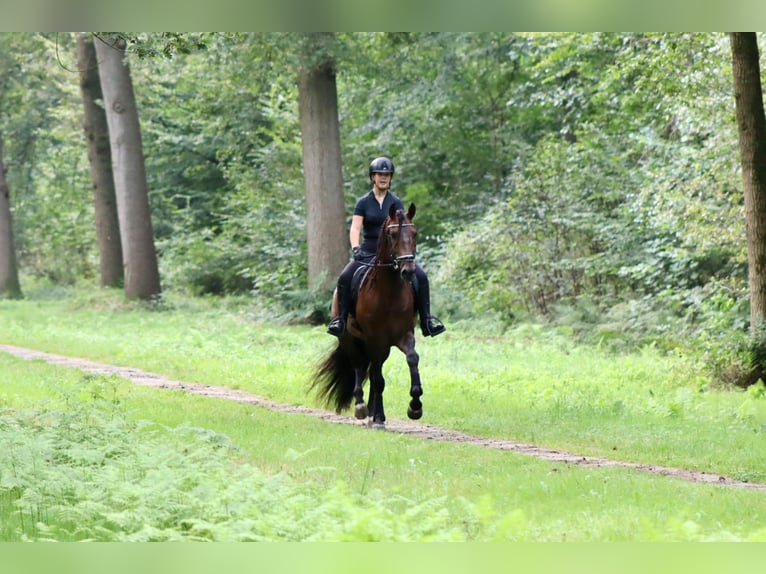 PRE Wallach 9 Jahre 164 cm Brauner in Sm