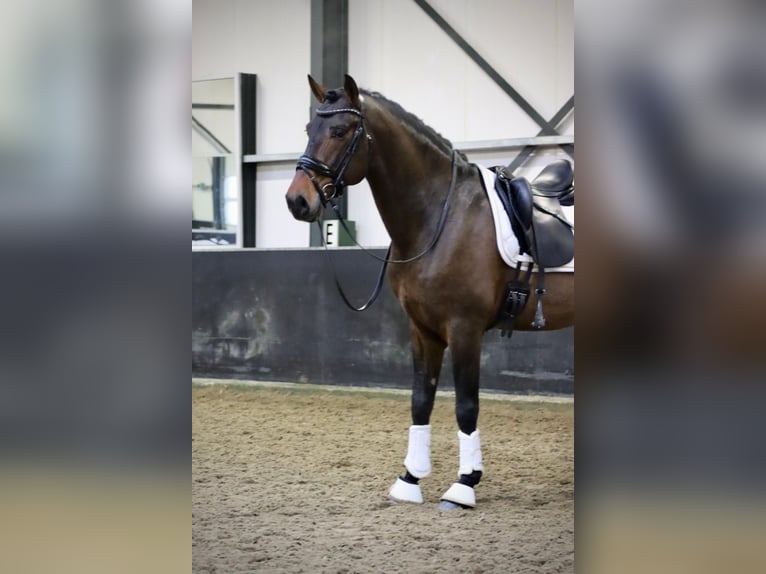PRE Wallach 9 Jahre 164 cm Brauner in Sm