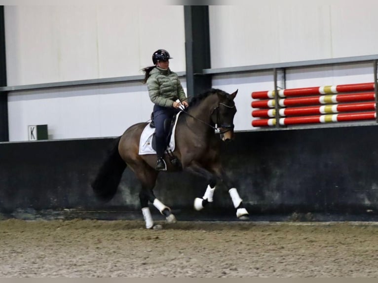PRE Wallach 9 Jahre 164 cm Brauner in Sm