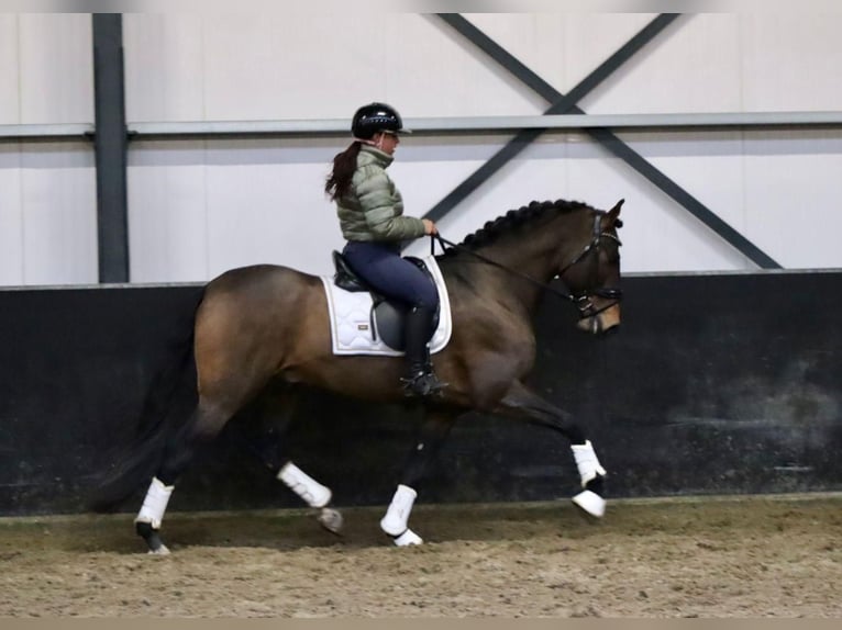 PRE Wallach 9 Jahre 164 cm Brauner in Sm