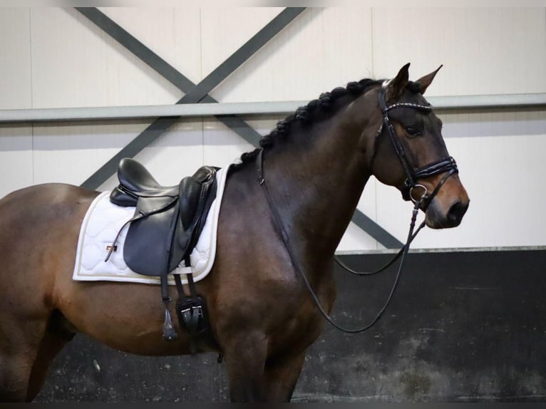 PRE Wallach 9 Jahre 164 cm Brauner in Sm