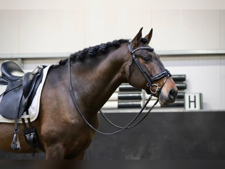 PRE Wallach 9 Jahre 164 cm Brauner in Sm