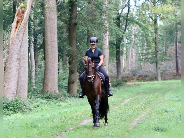 PRE Wallach 9 Jahre 164 cm Brauner in Sm