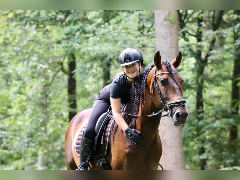 PRE Wallach 9 Jahre 164 cm Brauner in Sm