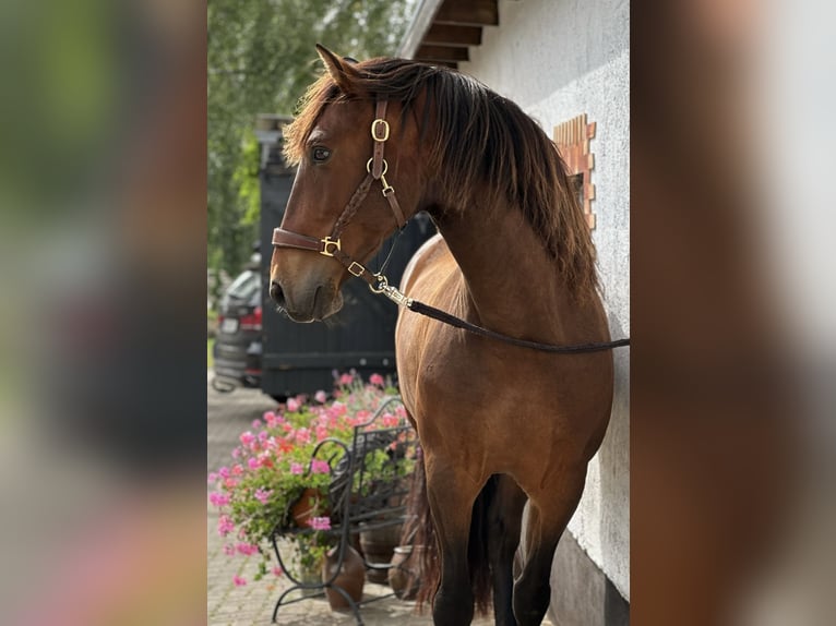 PRE Wallach 9 Jahre 164 cm Brauner in Banzkow