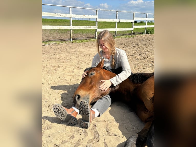 PRE Wallach 9 Jahre 164 cm Brauner in Banzkow