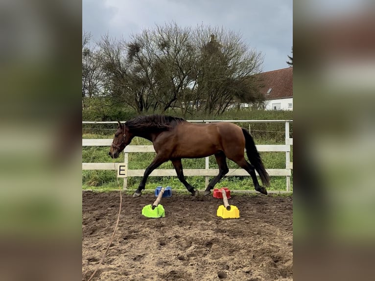 PRE Wallach 9 Jahre 164 cm Brauner in Banzkow